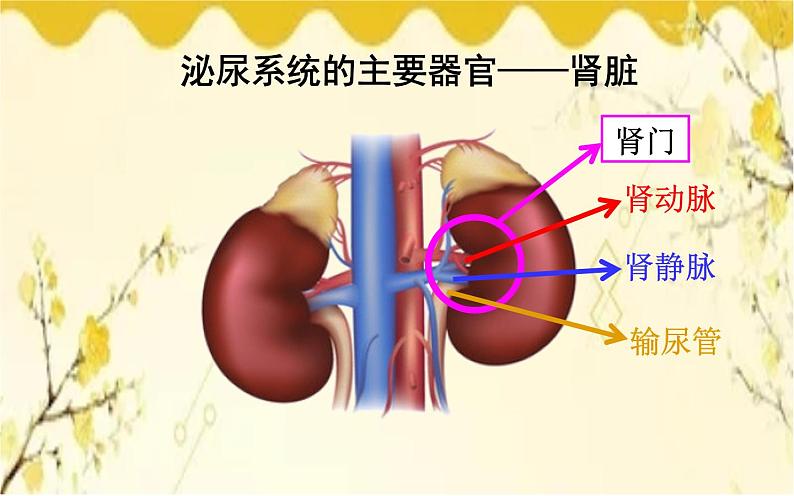 北师大版生物学七年级下册  第11章  人体代谢废物的排出第2节  尿的形成与 排出-课件04