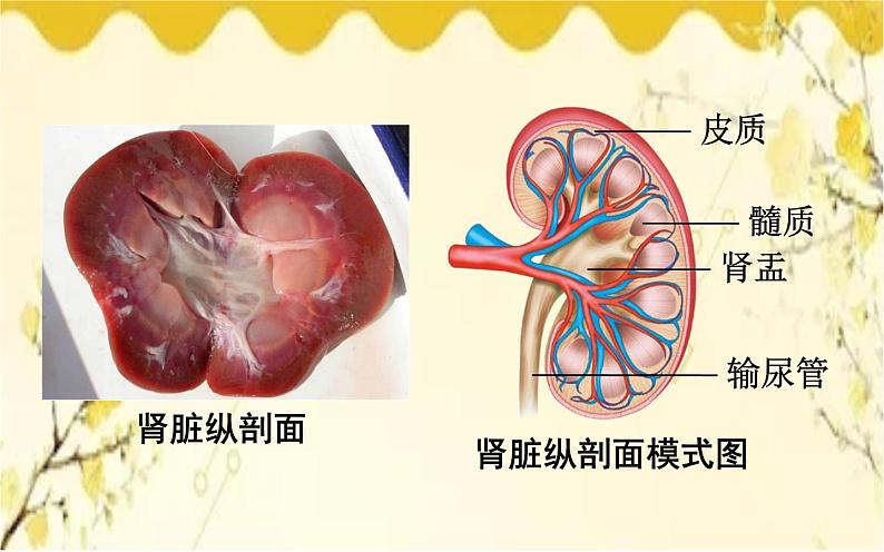 北师大版生物学七年级下册  第11章  人体代谢废物的排出第2节  尿的形成与 排出-课件05