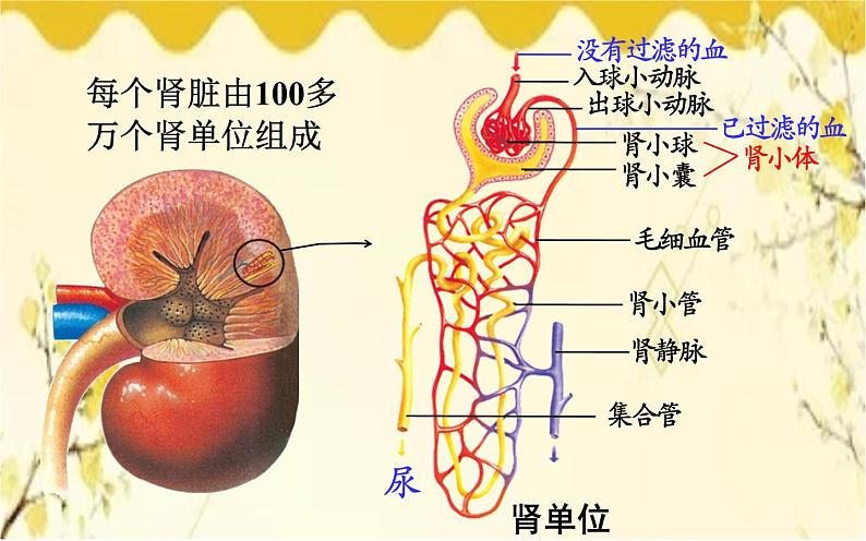 北师大版生物学七年级下册  第11章  人体代谢废物的排出第2节  尿的形成与 排出-课件07