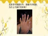北师大版生物学七年级下册  第11章  人体代谢废物的排出第3节  皮肤与汗液 分泌-课件