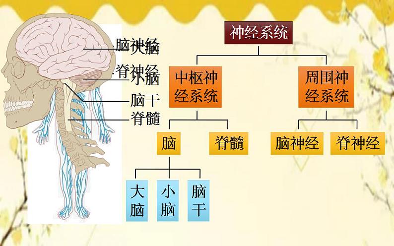 北师大版生物学七年级下册  第12章  人体的自我调节第1课时  神经系统 的组成和神经元-课件第5页