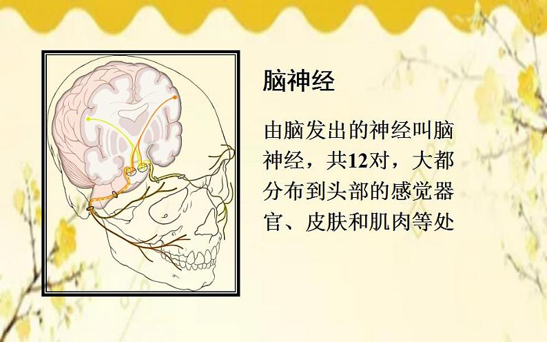 北师大版生物学七年级下册  第12章  人体的自我调节第1课时  神经系统 的组成和神经元-课件第6页