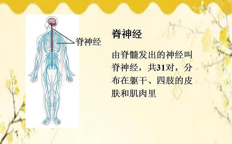 北师大版生物学七年级下册  第12章  人体的自我调节第1课时  神经系统 的组成和神经元-课件第7页