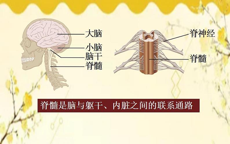 北师大版生物学七年级下册  第12章  人体的自我调节第1课时  神经系统 的组成和神经元-课件第8页