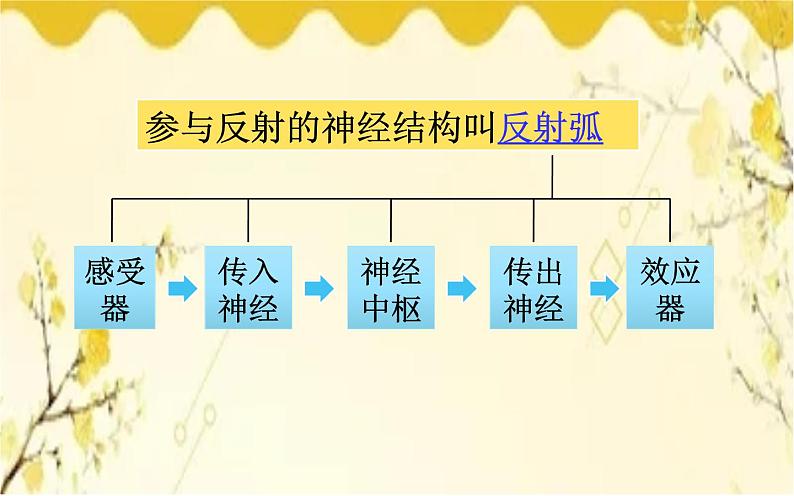 北师大版生物学七年级下册  第12章  人体的自我调节第2课时  反射及其 类型和大脑皮层-课件07