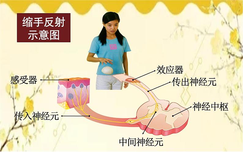 北师大版生物学七年级下册  第12章  人体的自我调节第2课时  反射及其 类型和大脑皮层-课件08