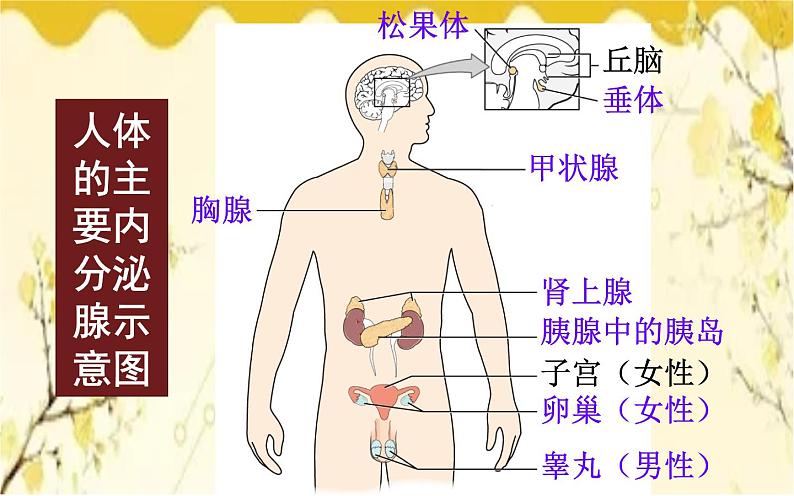 北师大版生物学七年级下册  第12章  人体的自我调节第3节  激素调节-课件05