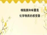 北师大版生物学七年级下册  第12章  人体的自我调节第3课时  嗅觉、味 觉、触觉和温度觉-课件