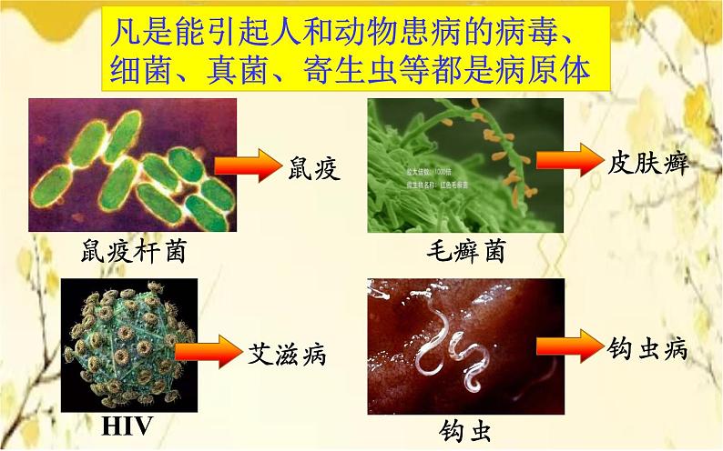 北师大版生物学七年级下册  第13章  健康地生活第2节  预防传染病-课件06