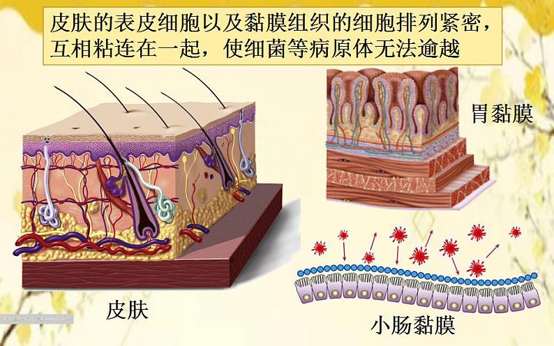 北师大版生物学七年级下册  第13章  健康地生活第3节  人体免疫-课件第5页