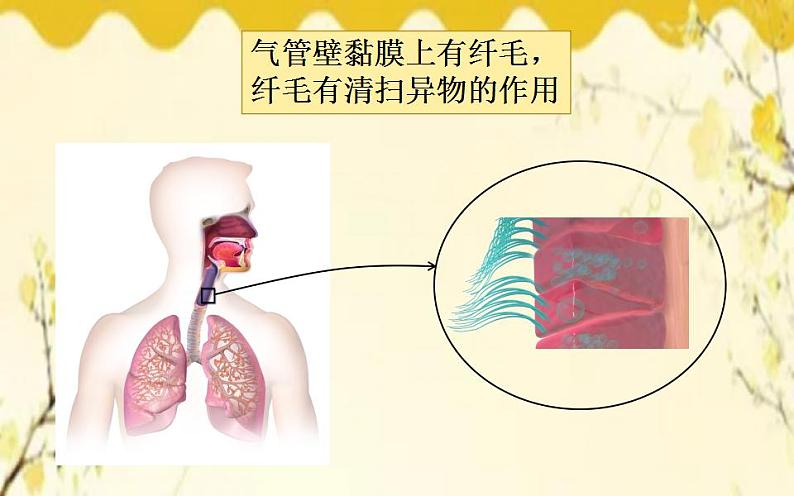 北师大版生物学七年级下册  第13章  健康地生活第3节  人体免疫-课件第7页