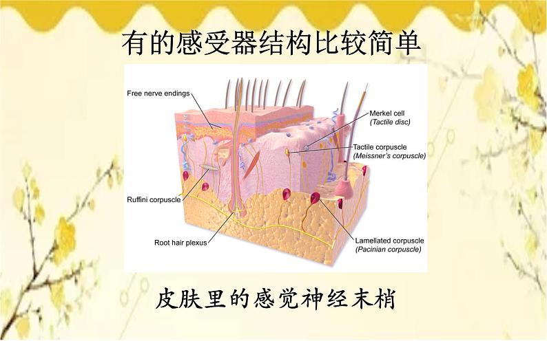 北师大版生物学七年级下册 第十二章 第一课时  眼和视觉-课件第3页