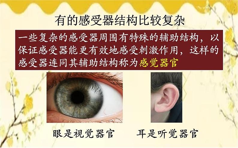 北师大版生物学七年级下册 第十二章 第一课时  眼和视觉-课件第4页