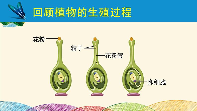 人教版生物七年级下册 第一章  人的由来第 二节  人的生殖（案例一）第一课时-课件02