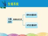 人教版生物七年级下册 第一章  人的由来第 二节  人的生殖（案例一）第一课时-课件