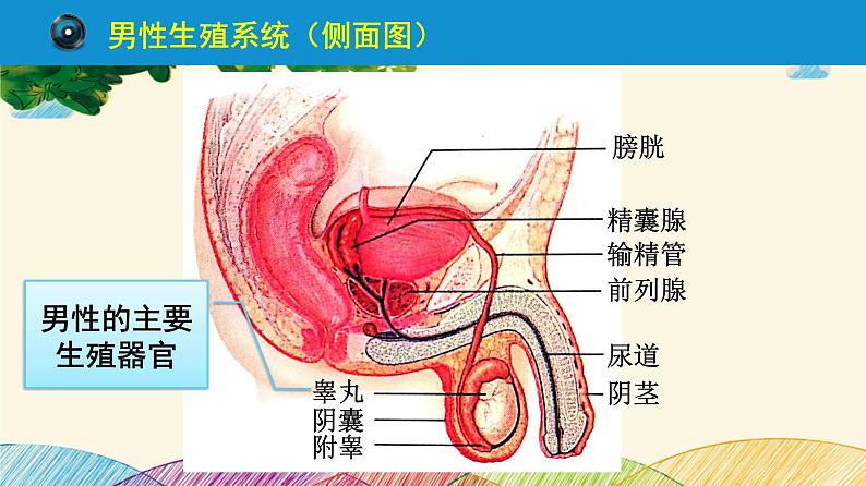 人教版生物七年级下册 第一章  人的由来第 二节  人的生殖（案例一）第一课时-课件08