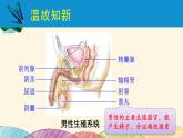 人教版生物七年级下册 第一章  人的由来第 二节  人的生殖（案例一）第二课时-课件