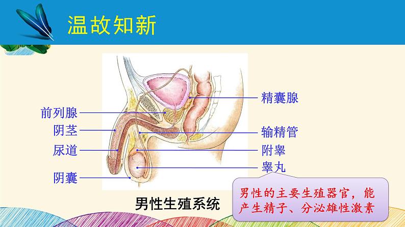 人教版生物七年级下册 第一章  人的由来第 二节  人的生殖（案例一）第二课时-课件02