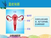 人教版生物七年级下册 第一章  人的由来第 二节  人的生殖（案例一）第二课时-课件