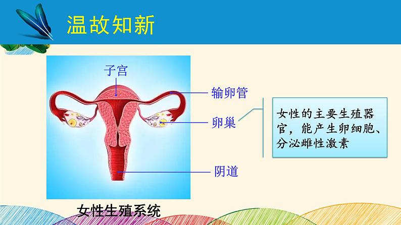 人教版生物七年级下册 第一章  人的由来第 二节  人的生殖（案例一）第二课时-课件03