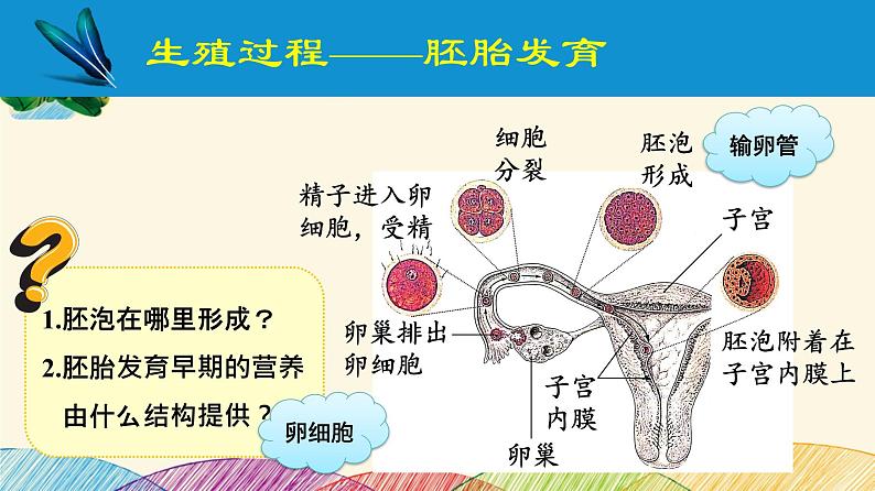 人教版生物七年级下册 第一章  人的由来第 二节  人的生殖（案例一）第二课时-课件07