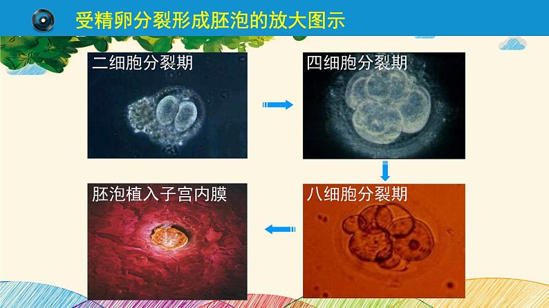 人教版生物七年级下册 第一章  人的由来第 二节  人的生殖（案例一）第二课时-课件08