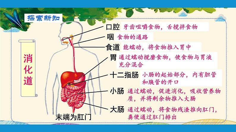 人教版生物七年级下册 第二章  人体的营养    第二节  消化和吸收（案例一）第二课时-课件05