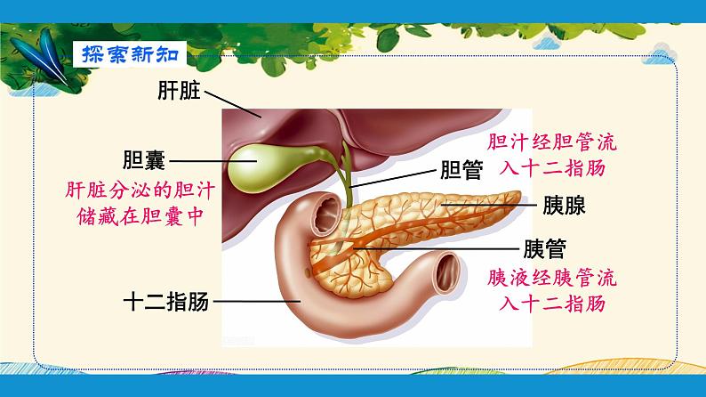 人教版生物七年级下册 第二章  人体的营养    第二节  消化和吸收（案例一）第二课时-课件08