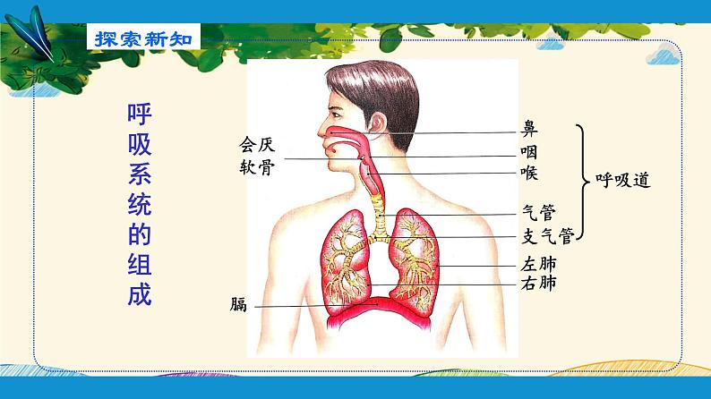 人教版生物七年级下册 第三章  人体的呼吸    第一节  呼吸道对空气的处理（案例一）  第一节  呼吸道对空气的处理（案例一）-课件-课件04