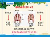 人教版生物七年级下册 第三章  人体的呼吸    第二节  发生在肺内的气体交换（案例一）-课件