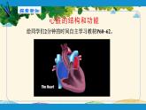 人教版生物七年级下册 第四章  人体内物质 的运输 第三节  输送血液的泵——心脏（案例一）第一课时-课件