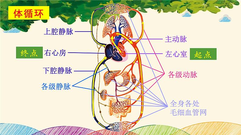 人教版生物七年级下册 第四章  人体内物质 的运输 第三节  输送血液的泵——心脏（案例一）第二课时-课件08