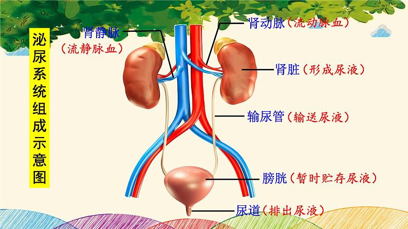 人教版生物七年级下册 第五章  人体内废物 的排出（案例一）第一课时课件06