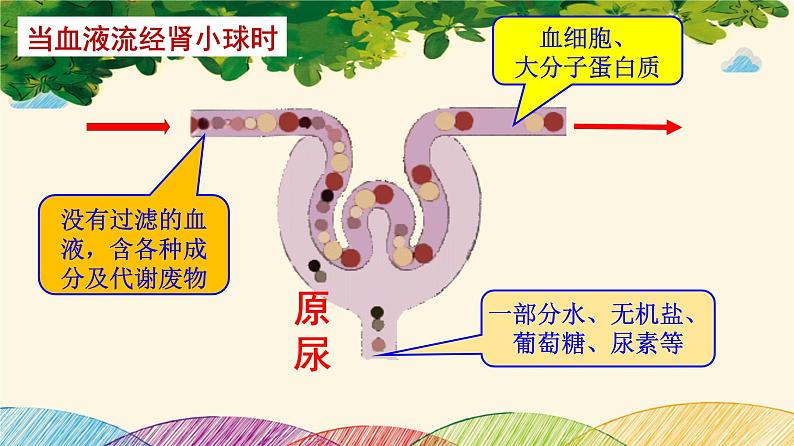 人教版生物七年级下册 第五章  人体内废物 的排出（案例一）第二课时课件08