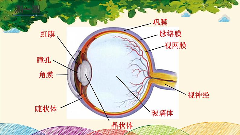 人教版生物七年级下册 第六章  人体生命活 动的调节   第一节  人体对外界环境的感知 （案例一）第一课时-课件07