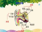 人教版生物七年级下册 第六章  人体生命活 动的调节   第一节  人体对外界环境的感知（案例一）第二课时-课件
