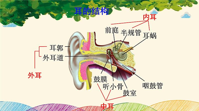 人教版生物七年级下册 第六章  人体生命活 动的调节   第一节  人体对外界环境的感知（案例一）第二课时-课件05