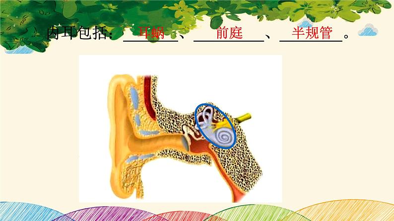 人教版生物七年级下册 第六章  人体生命活 动的调节   第一节  人体对外界环境的感知（案例一）第二课时-课件08