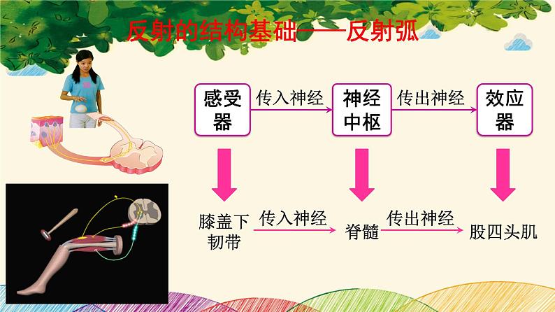 人教版生物七年级下册 第六章  人体生命活 动的调节   第三节  神经调节的基本方式（案例一）-课件第7页