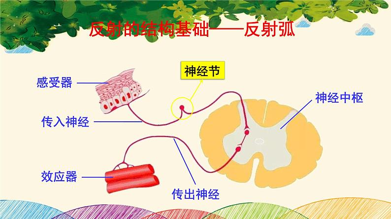 人教版生物七年级下册 第六章  人体生命活 动的调节   第三节  神经调节的基本方式（案例一）-课件第8页