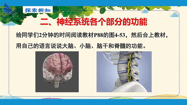 人教版生物七年级下册 第六章  人体生命活 动的调节   第二节  神经系统的组成（案例一）-课件08