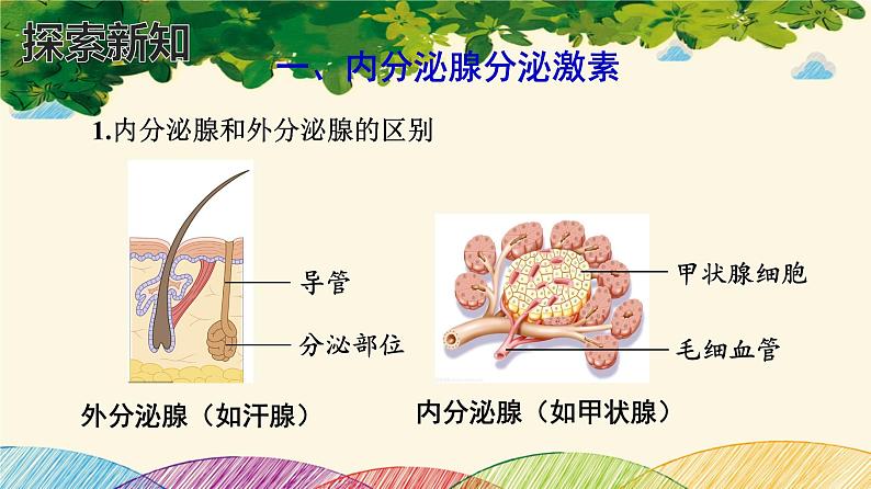 人教版生物七年级下册 第六章  人体生命活 动的调节   第四节  激素调节（案例一）-课件03