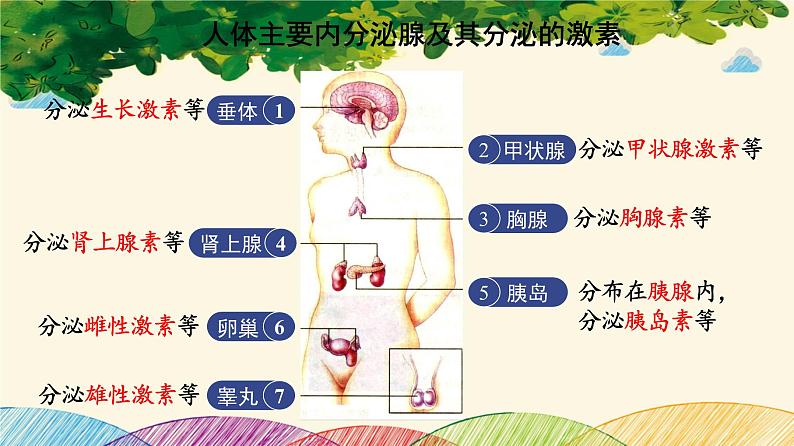 人教版生物七年级下册 第六章  人体生命活 动的调节   第四节  激素调节（案例一）-课件06