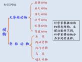 7.1动物的主要类群复习课件---2023-2024学年鲁科版（五四学制）生物学八年级上册课件
