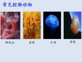 7.1动物的主要类群复习课件---2023-2024学年鲁科版（五四学制）生物学八年级上册课件