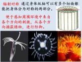 7.1动物的主要类群复习课件---2023-2024学年鲁科版（五四学制）生物学八年级上册课件