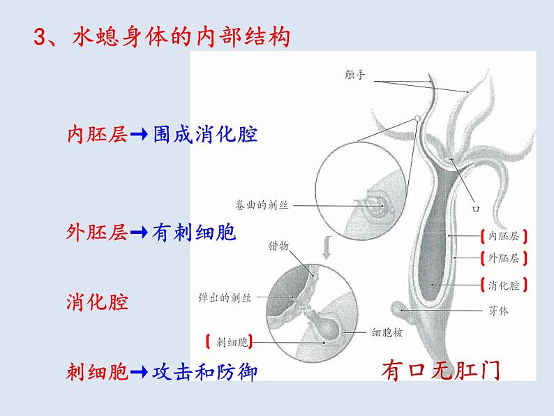 7.1动物的主要类群复习课件---2023-2024学年鲁科版（五四学制）生物学八年级上册课件06