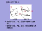 第七节 哺乳类---2023-2024学年鲁科版（五四版）生物学八年级上册课件