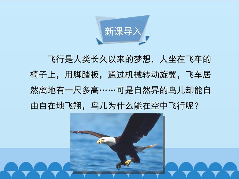 第一章第六节鸟类---2023-2024学年鲁科版（五四版）生物学八年级上册课件03