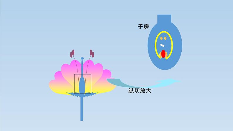 8.1.1 植物的生殖---2023-2024学年鲁科版（五四学制）生物学八年级下册课件04